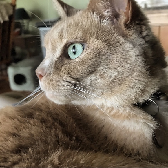 Meet your Posher, Tracey - Picture 5 of 8